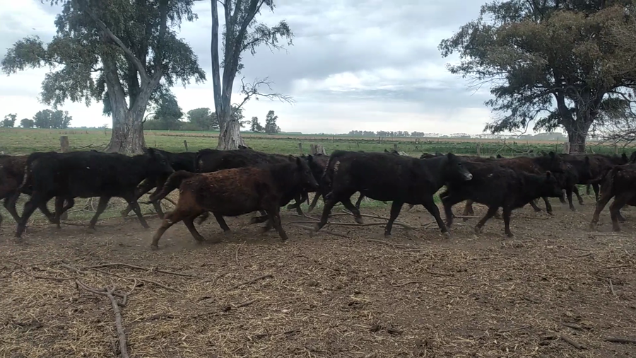 Lote 38 Terneros/as en Suipacha, Buenos Aires