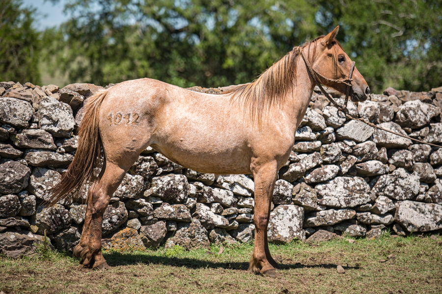 Lote Corralera 1012