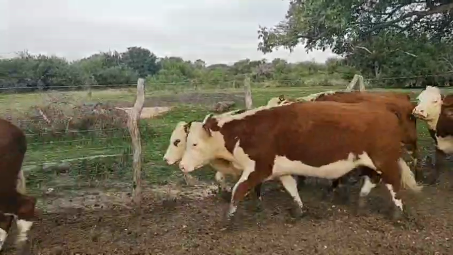 Lote 42 Vaquillonas C/ gtia de preñez en Corrientes, Curuzú-Cuatiá