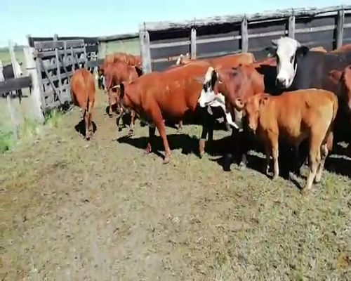 Lote 85 Novillitos y vaquillonas en Colón, Entre Ríos