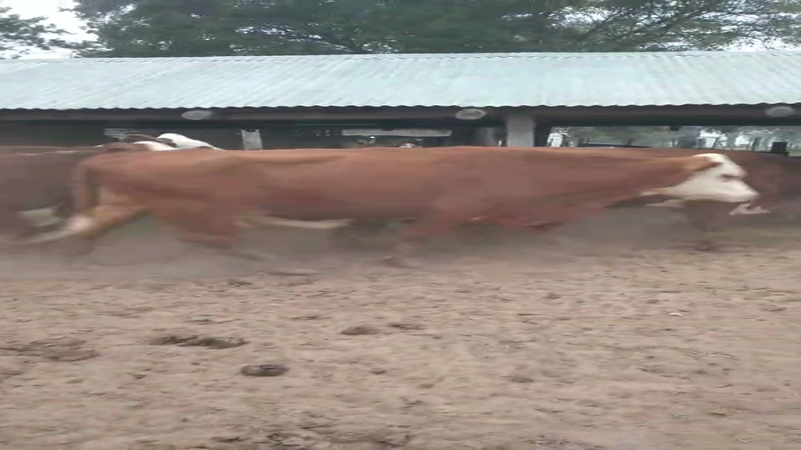 Lote 100 Vacas Vacías Braford en Saladas, Corrientes