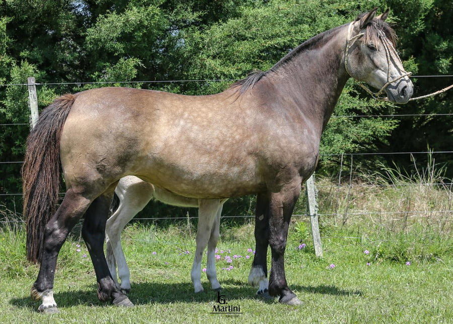 Lote Polaca Caraguatá
