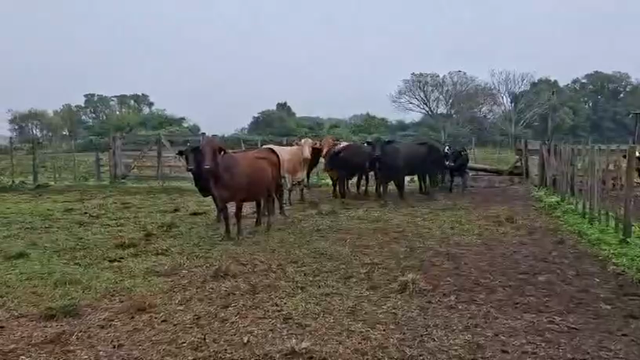 Lote 25 Vacas C/ gtia de preñez