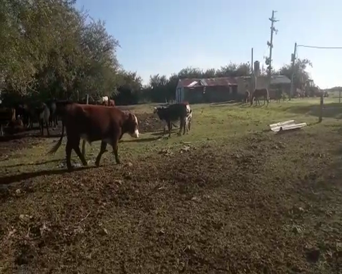 Lote Novillos AA 420kg - , San José