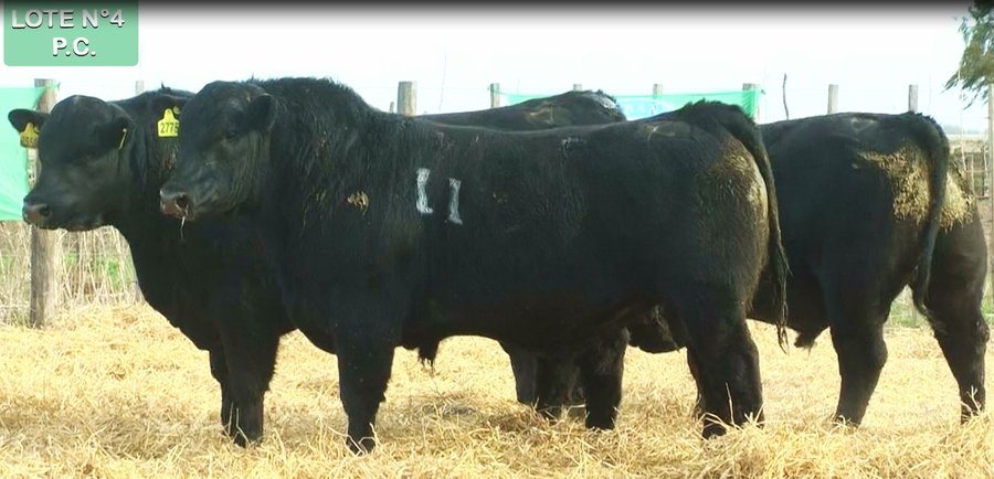 Lote TOROS PUROS CONTROLADOS