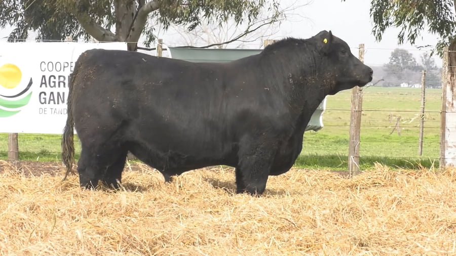 Lote TOROS PUROS POR CRUZA