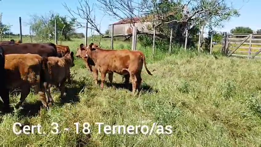 Lote TERNEROS Y TERNERAS