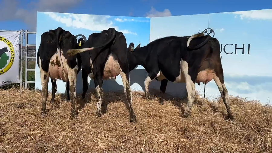 Lote VACAS PARIDAS CABAÑA MANGADO
