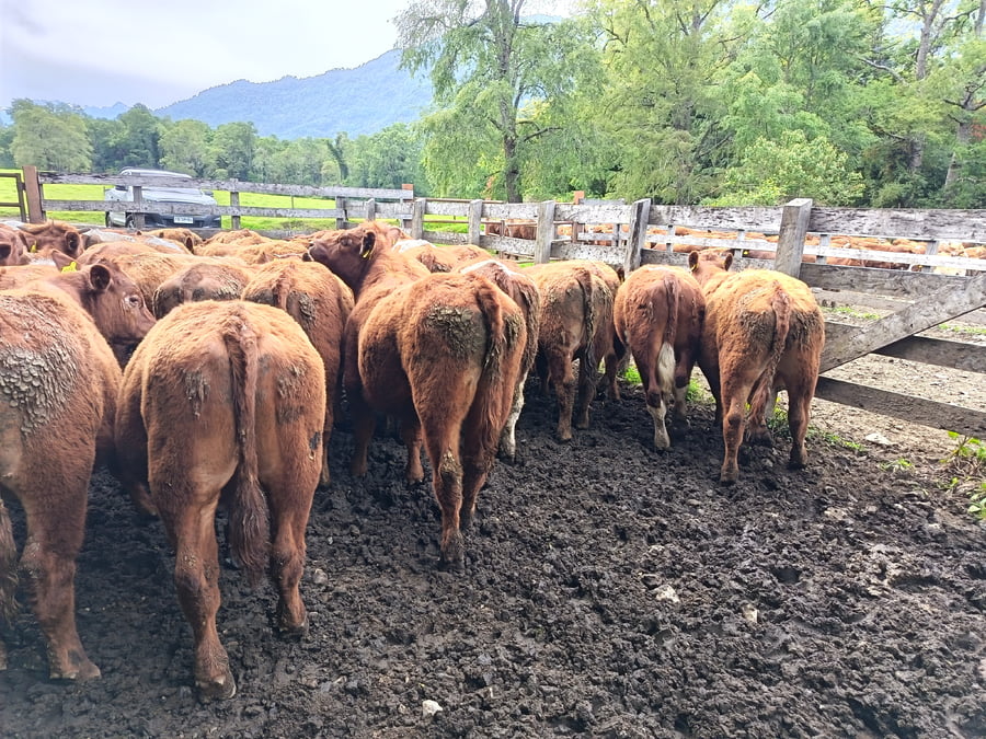 Lote 55 Novillo Engorda en Futrono, XIV Región Los Ríos