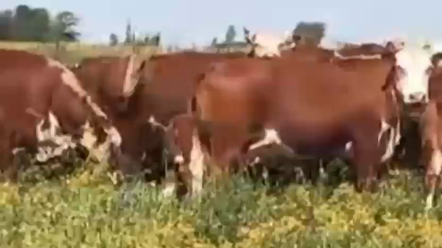 Lote 20 Vacas con Cría