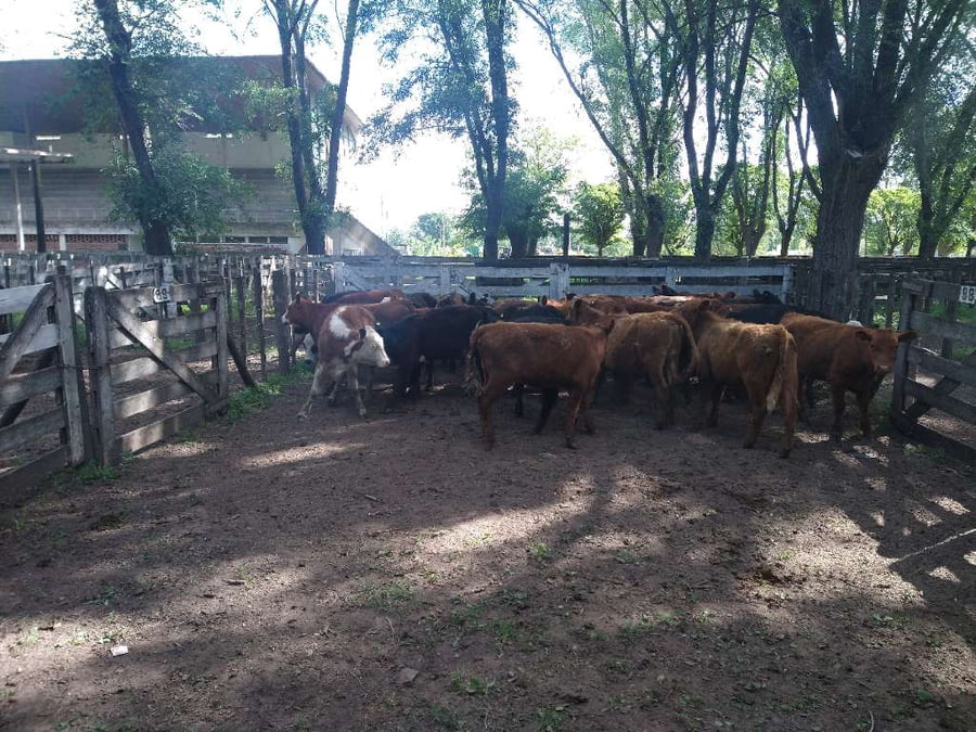 Lote 29 Terneras en Gral. Lamadrid, Buenos Aires