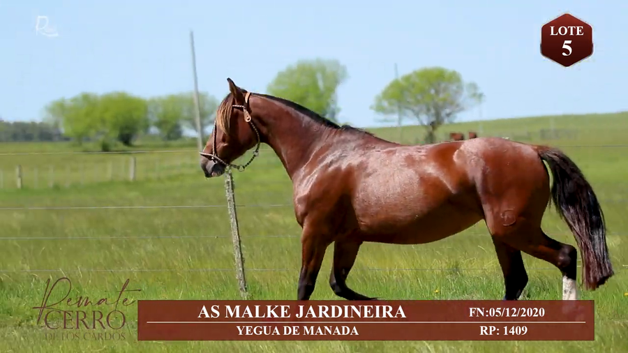 Lote AS MALKE JARDINEIRA