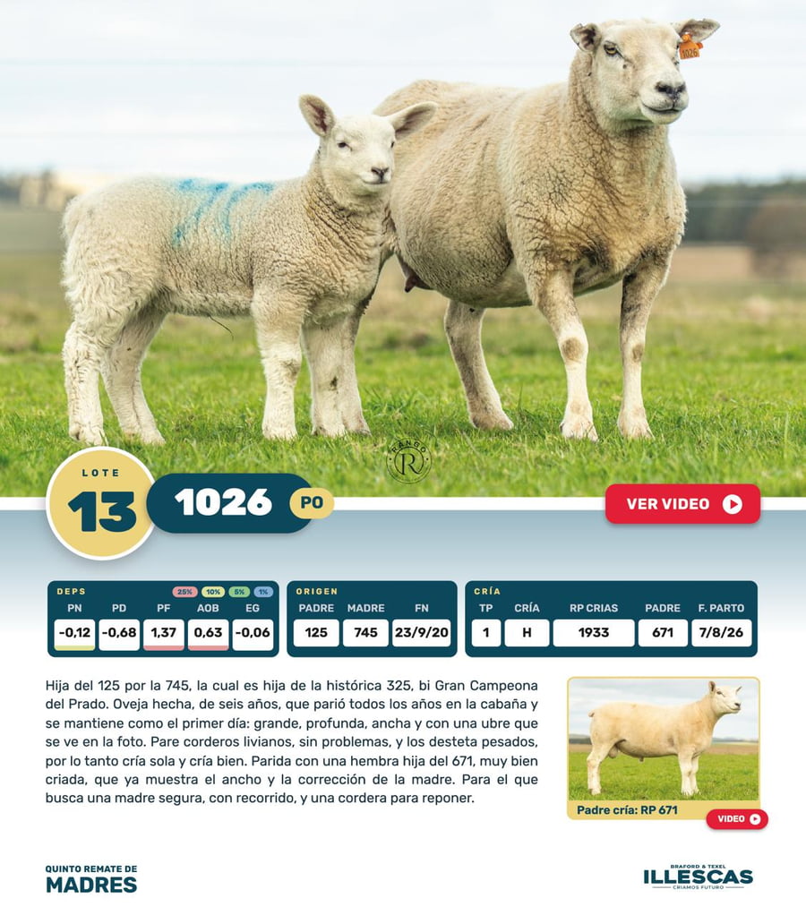 Lote Lote 13