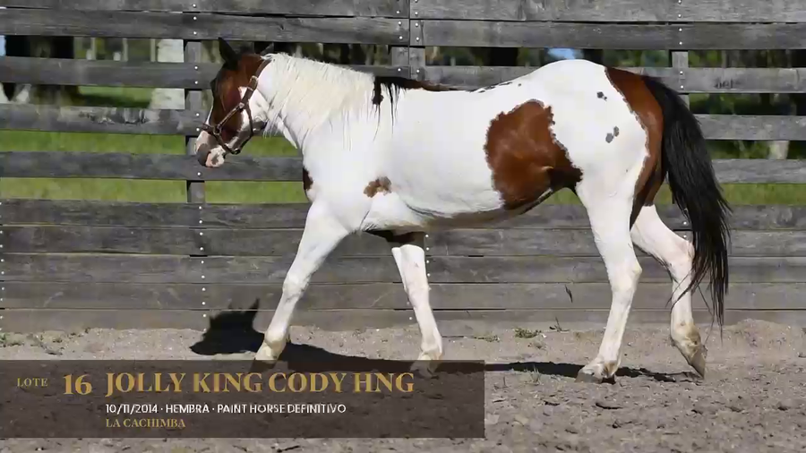Lote Jolly King Cody HNG