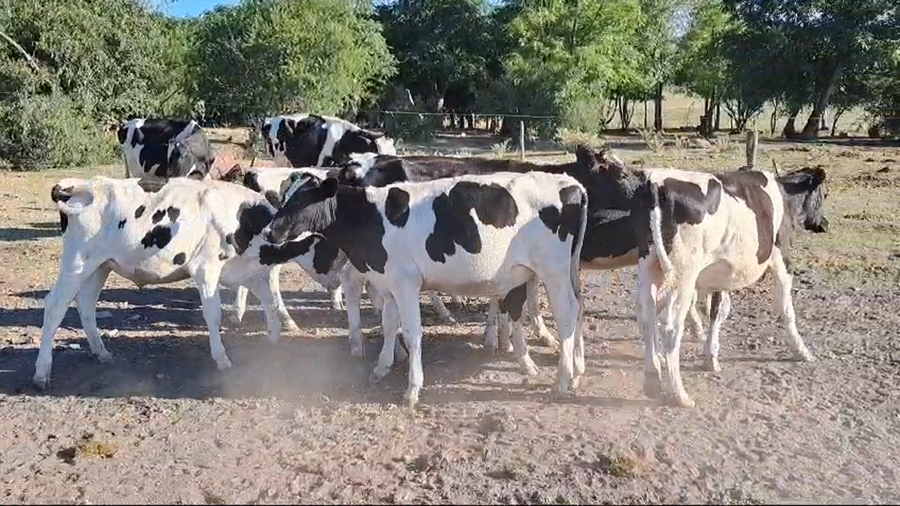 Lote TERNEROS HOLANDO