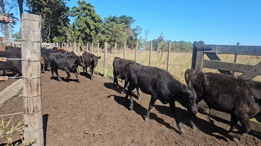 Lote 149 Terneros/as en Buenos Aires, Tandil