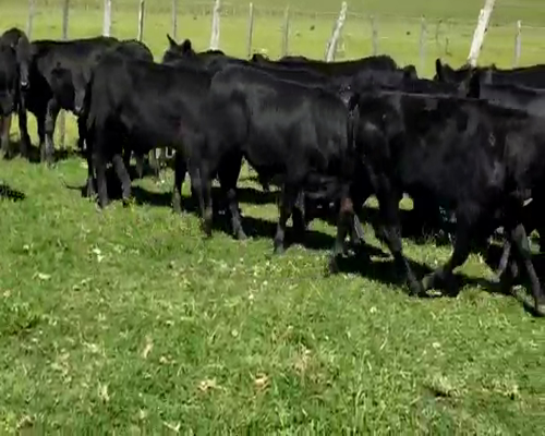 Lote 52 Terneros en Entre Ríos, Colón