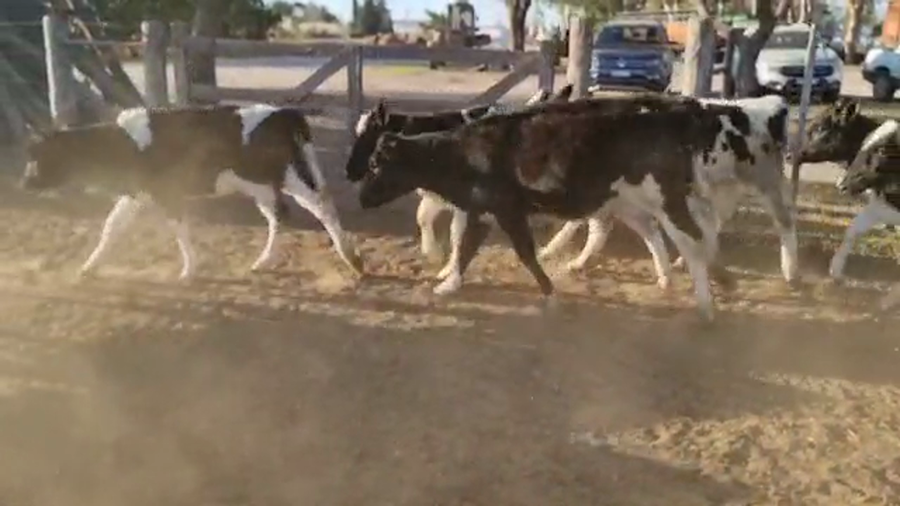 Lote Gerbaudo Juan y Francisco - Terneras