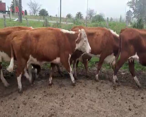 Lote 14 Vacas de Invernada HEREFORD Y CRUZAS a remate en Pantalla Aniversario 400kg - , San José