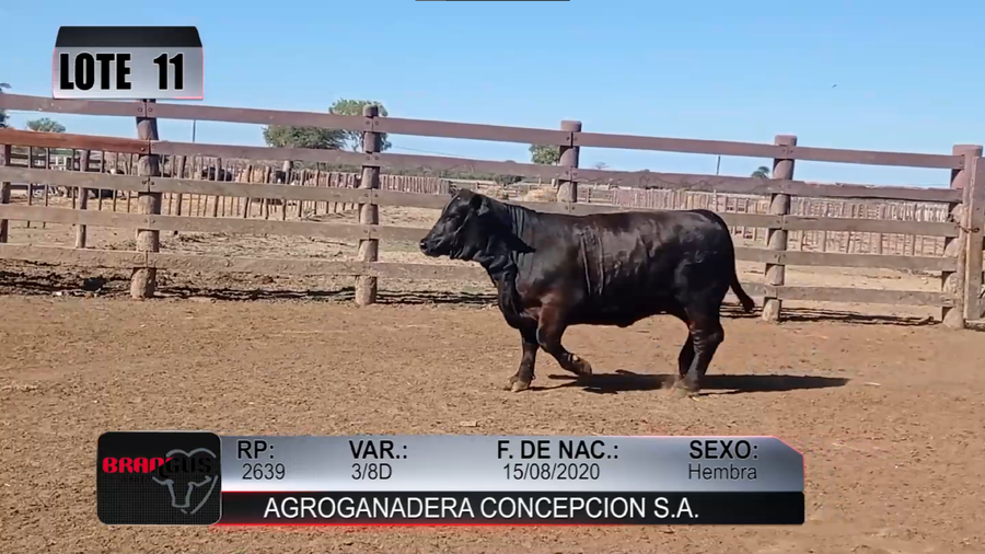 Lote Nacional de Otoño Brangus Campo - Lote 11