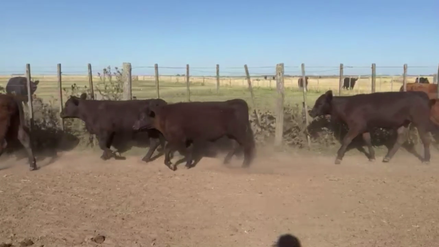 Lote 70 TERNS. MACHOS, LINCOLN, BS. AS.