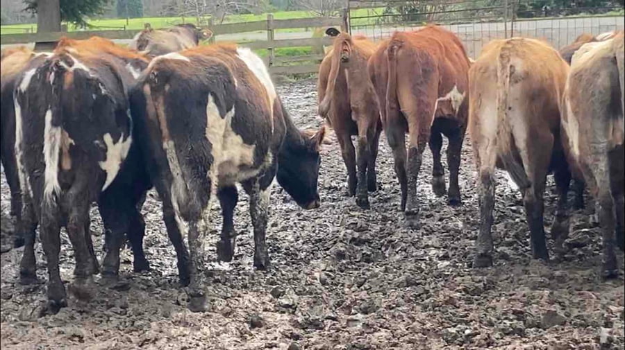 Lote 40 Novillo Engorda en Purranque, X Región Los Lagos