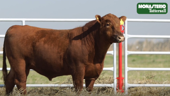 Lote TOROS GENERALES, CONTROLADOS Y REGISTRADOS