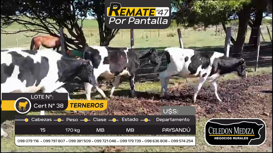 Lote 15 Terneros en Quebracho, Paysandú