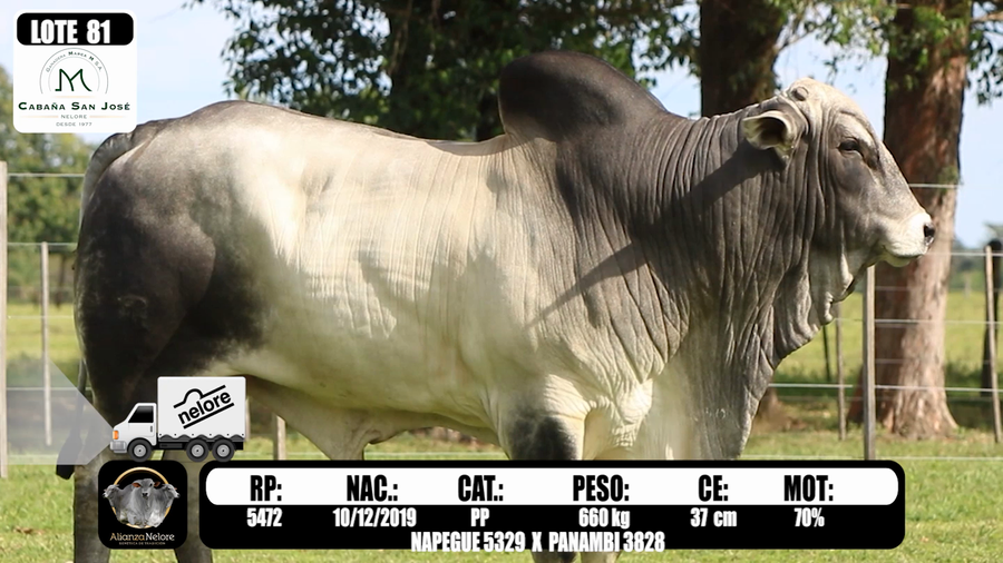 Lote LOTE  81-RP 5472