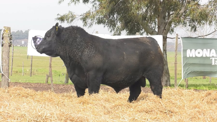 Lote TOROS PUROS POR CRUZA