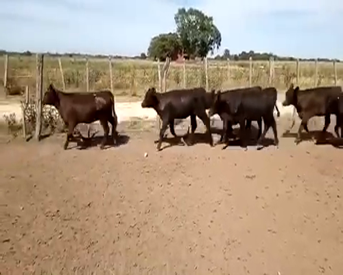 Lote 50 Terneras en San Andrés de Giles, Buenos Aires