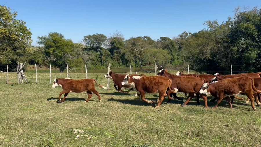 Lote 87 Terneros/as
