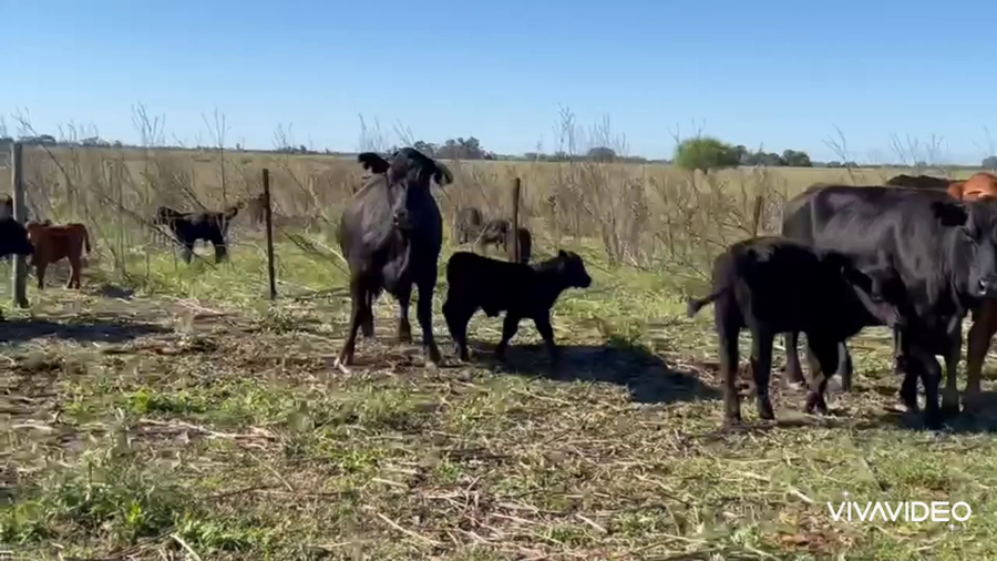 Lote 25 Vacas nuevas C/ cria en Magdalena, Buenos Aires