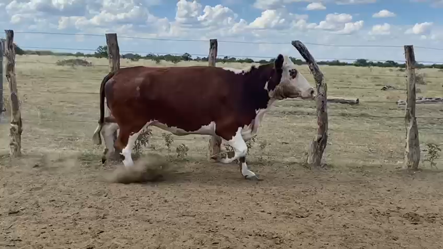 Lote 33 Vaca Consumo en Corrientes, Curuzú-Cuatiá