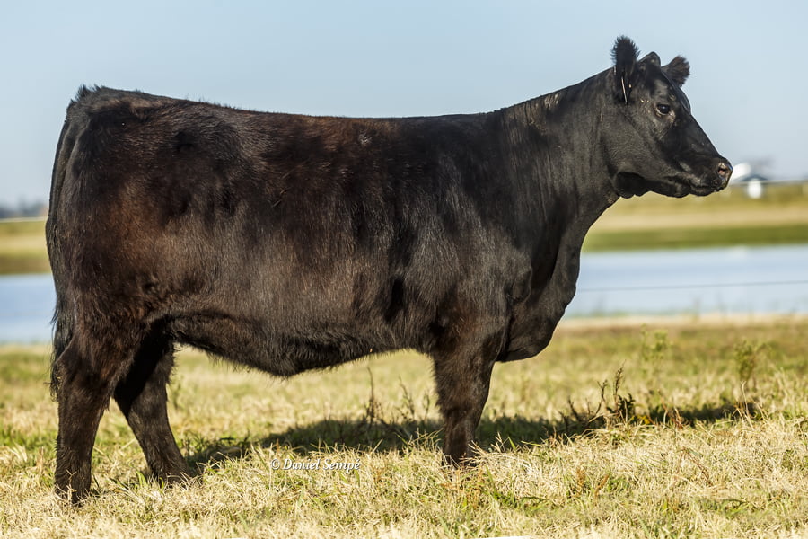 Lote Vaquillonas y Terneras - Surangus