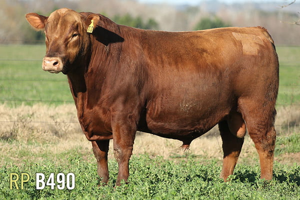 Lote 3 TOROS PUROS DE PEDIGREE