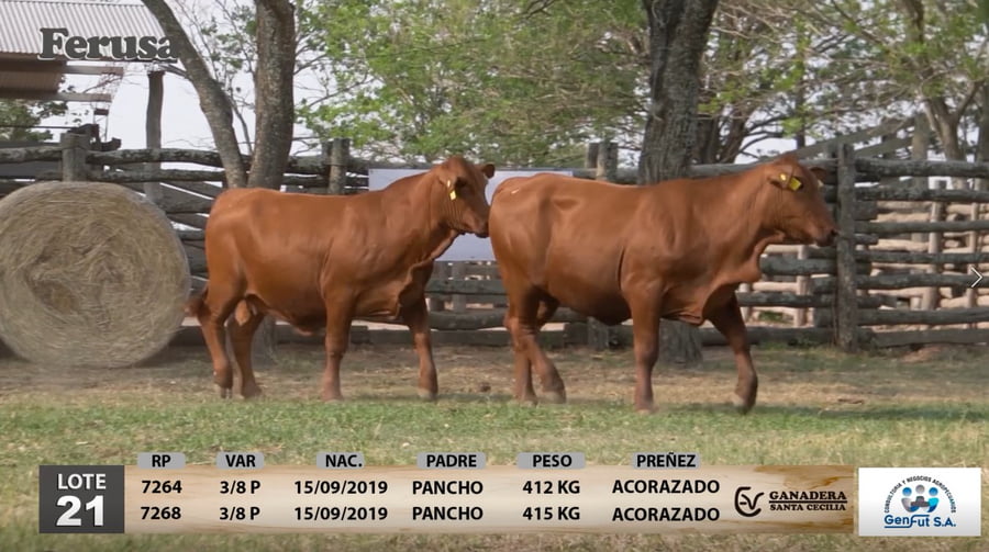 Lote Ganadera Santa Cecilia - Lote 21