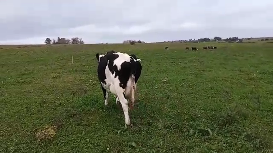 Lote (Vendido)Vacas de Invernada HOLANDO a remate en Pantalla Camy Mayo - Desde La Cuenca 480kg - , San José