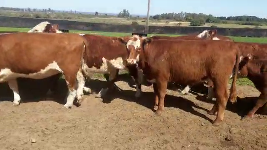Lote 13 Vaquillonas 1 a 2 años HEREFORD a remate en PANTALLA CAMY - SAN JOSE  1500 VACUNOS 330kg - , San José