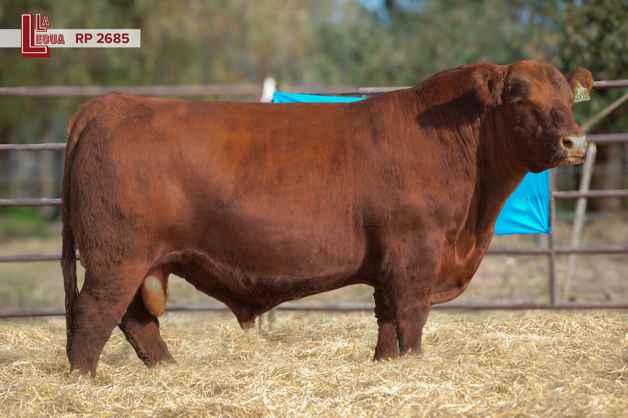 Lote TOROS ANGUS  PP
