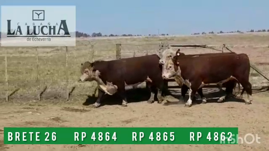 Lote TOROS POLLED HEREFORD PO