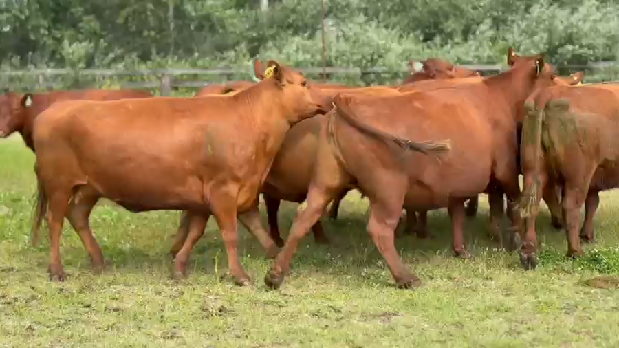 Lote 10 Vacas nuevas Preñadas