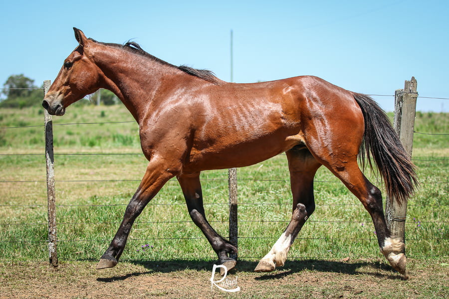 Lote Cacho Don Salvador