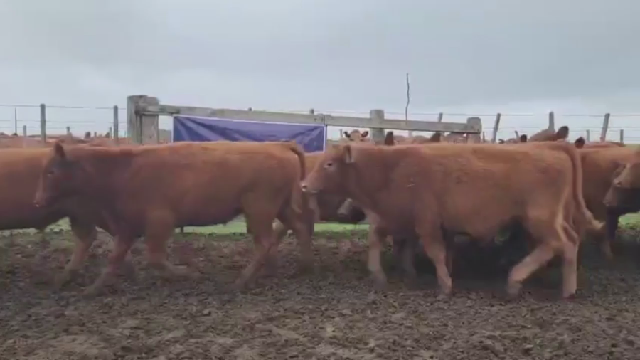 Lote 70 TERNS. MACHOS, GUAMINI, PCIA. BS. AS.