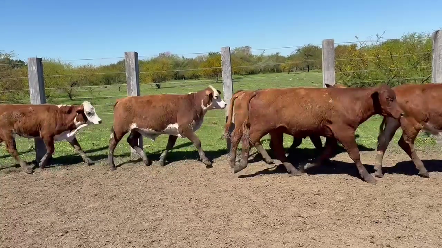 Lote 53 Terneros en Corrientes, Mercedes