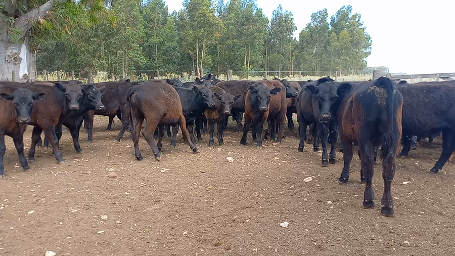 Lote 58 Terneros en San Cayetano