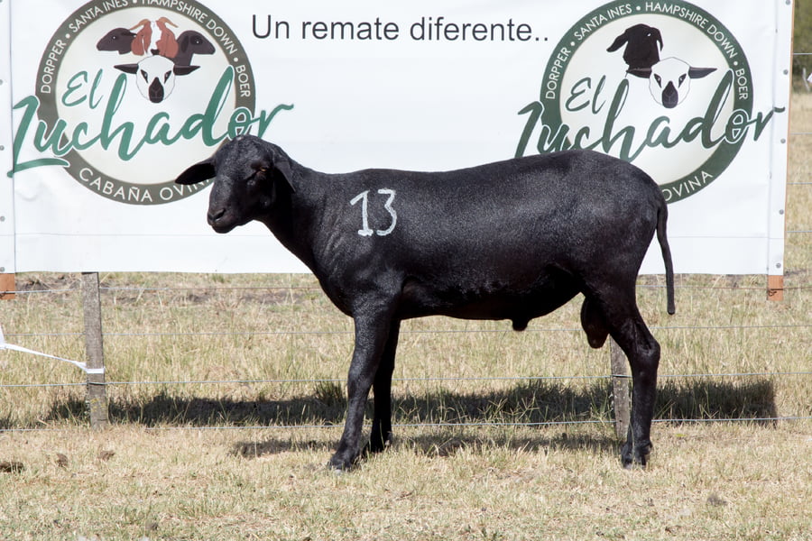 Lote OVINO STA. INES MACHO PPC