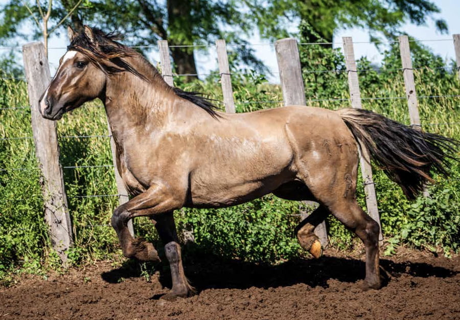 Lote TAÑIDO MANGUITO