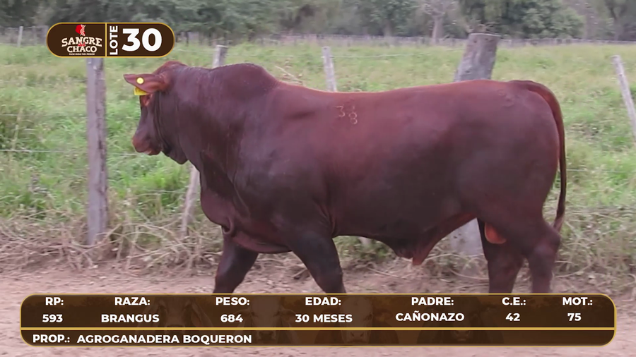 Lote Lote 30