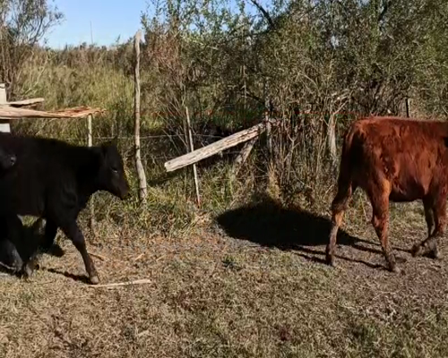Lote 71 Terneros/as en San Salvador, Entre Ríos